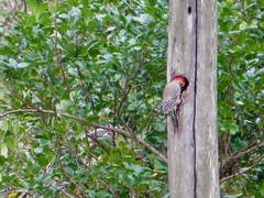 Melanerpes superciliaris