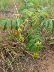 Cyperus schweinitzii