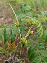Cyperus schweinitzii