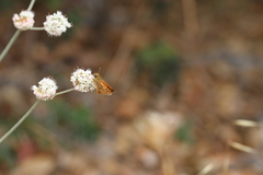 Eriogonum nudum auriculatum