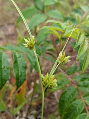 Cyperus schweinitzii