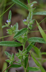 Polygala parviloba