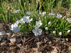 Phlox multiflora