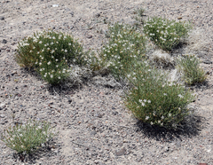 Chaetadelpha wheeleri