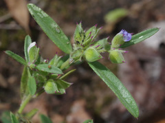 Polygala parviloba
