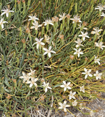 Chaetadelpha wheeleri