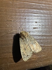 Perigea xanthioides