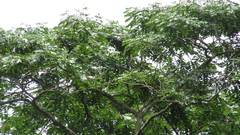 Copaifera aromatica