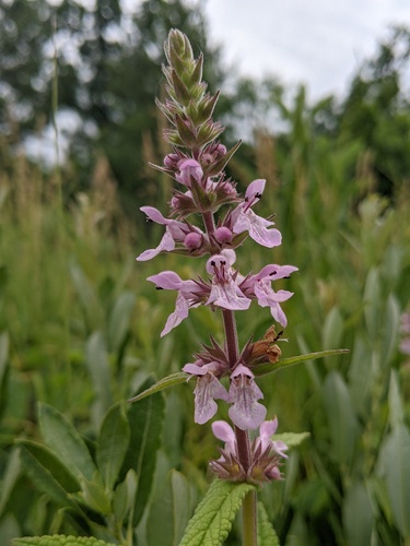 Stachys pilosa var. arenicola