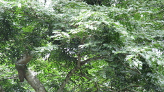 Copaifera aromatica