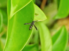 Apodynerus formosensis