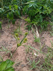Cyperus schweinitzii