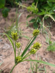 Cyperus schweinitzii