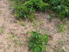 Cyperus schweinitzii