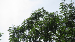 Copaifera aromatica