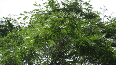 Copaifera aromatica