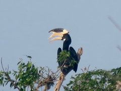 Anthracoceros coronatus