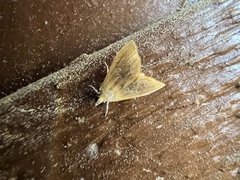 Glaphyria fulminalis