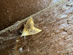 Glaphyria fulminalis