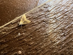 Glaphyria fulminalis