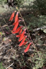 Penstemon barbatus