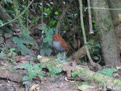 Grallaria rufocinerea