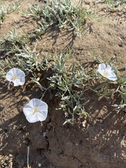 Convolvulus ammannii