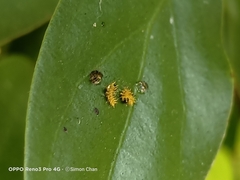 Euthalia adonia pinwilli