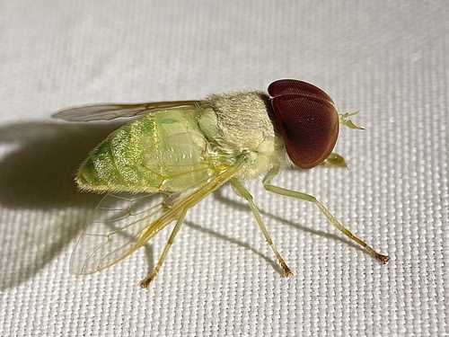 Green Horse Fly photo 5