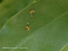 Euthalia adonia pinwilli