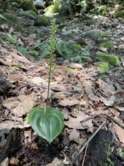 Malaxis maianthemifolia