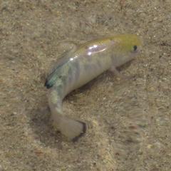 Cyprinodon salinus salinus