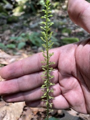 Malaxis maianthemifolia