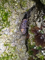 Paraxanthias taylori