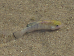 Cyprinodon salinus salinus