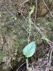 Malaxis maianthemifolia