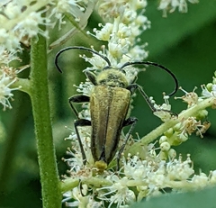 Lepturobosca chrysocoma