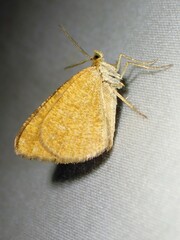 Macaria brunneata