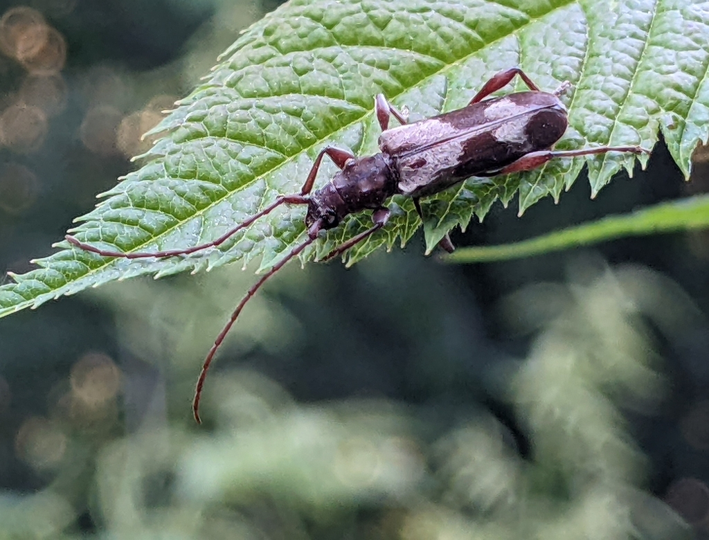Hybodera tuberculata