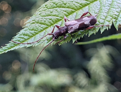 Hybodera tuberculata