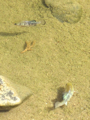 Cyprinodon salinus salinus