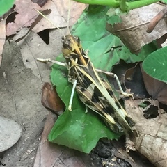 Oedaleus decorus
