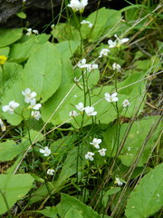 Arabis crucisetosa