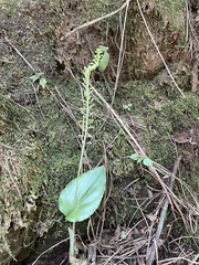 Malaxis maianthemifolia