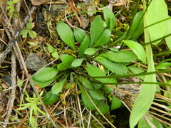Arabis crucisetosa