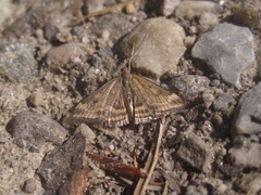 Pyrausta borealis