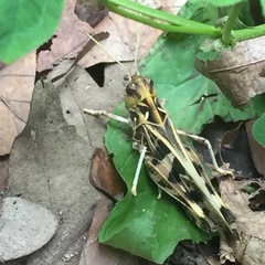Oedaleus decorus