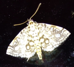 Lygropia rivulalis