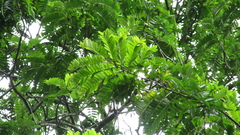Cassia moschata