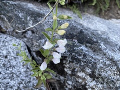 Scutellaria californica